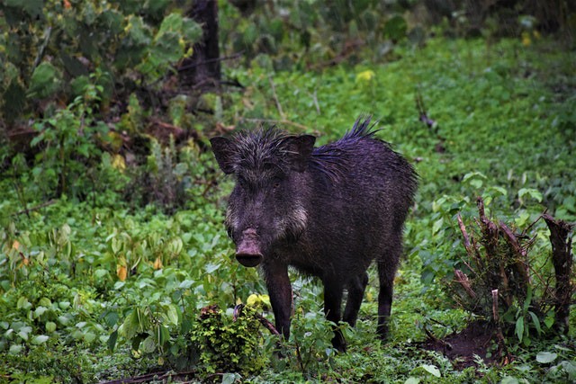 Wild Boar
