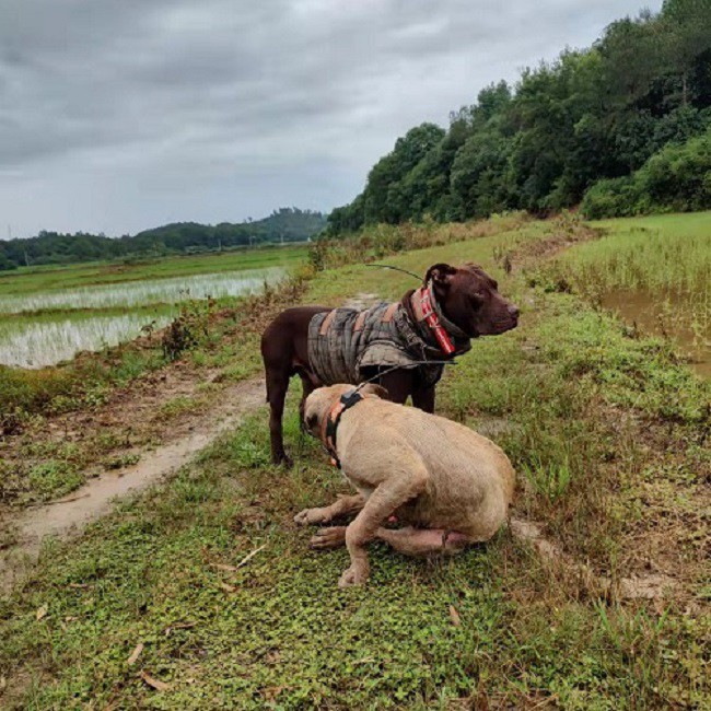 hunting dog hunting dog