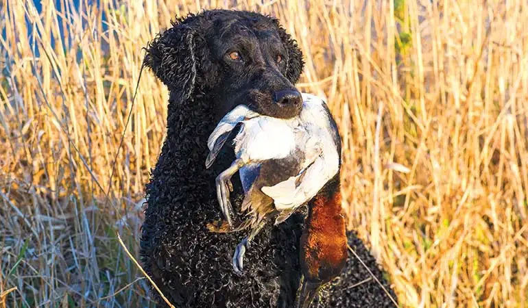 curly-coated-retriever-with-duck