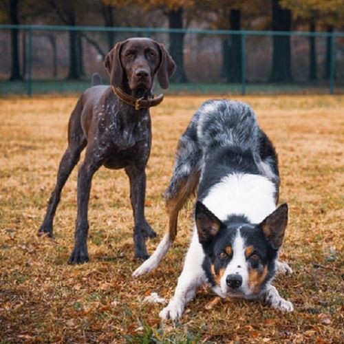 Why Do We Use Shock Collars On Our Dogs? Why Do We Use Shock Collars On Our Dogs?